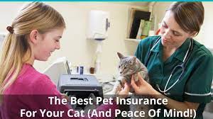 £20/mth (lifetime cover for 9yo cat) | buy now from waggel like petplan, waggel is a pet insurance specialist whose. Cat Insurance The Best Pet Insurance For Cats With Reviews Ratings
