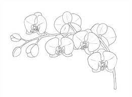Check spelling or type a new query. Halaman Download Gambar Sketsa Bunga Anggrek Berwarna