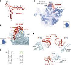 Ribosomal rna is transcribed as a large precursor molecule that is then modified and trimmed to form the mature species that participates in protein synthesis. Ribosome Engineering Reveals The Importance Of 5s Rrna Autonomy For Ribosome Assembly Nature Communications