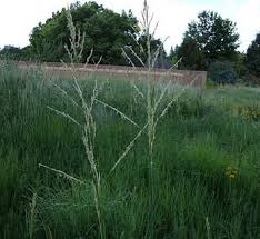 Image result for Sporobolus molleri