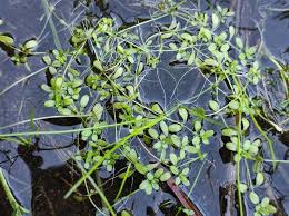 Image result for Callitriche