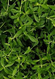 Image result for Bacopa monnieri