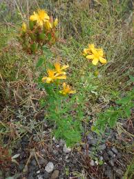 Image result for Ornithogalum pulchrum