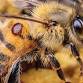 SA Varroa T2M Update and Management Plan event image