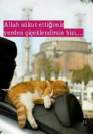 Dualar Sabir Sukur Huzur Nasip 2020 Dini Alintilar Tintin Dualar