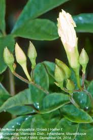 Image result for Merremia quinquefolia