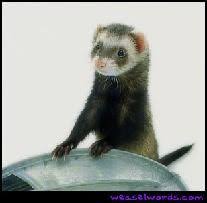 Melatonin Implant Corporation Dog Control Small Pets Ferret