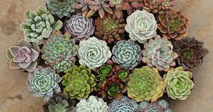 Flores suculentas raras plantas suculentas imágenes de cactus jardinería jardines cuidado de suculentas plantas para suculentas y crasas aloes haworthias crassulas agaves adromischus euphorbias gasteria. Descubriendo Las Suculentas Guia De Variedades Y Aplicaciones