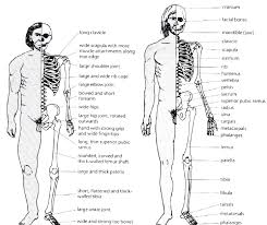 Figure 21 Outlines The Morphological Differences Between Cro Magnons And Neanderthals In The Following Pages Specific Attention Neanderthal Early Humans Human