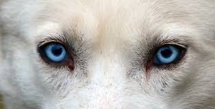 Their true eye color will be evident at around 10 weeks. 12 Dog Breeds With Striking Blue Eyes From Huskies To Great Danes