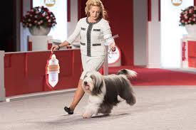 Its body is longer than tall, starting with a kissy tongue and ending with a constantly wagging tail. Bearded Collie Dog Breed Information