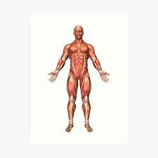 Check spelling or type a new query. Close Up View Of Male Abdominal Muscles Art Print By Stocktrekimages Redbubble