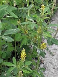 Image result for Melilotus indicus