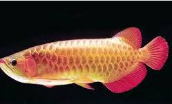 Banyak hal baca selengkapnya recent post. Arwana Ikan Hias Air Tawar Termahal Ikan Hias Air Tawar Laut Dan Aquarium