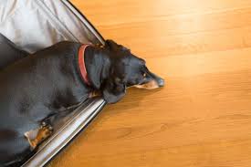 How To Keep Your Pet Alive On A Plane Flying With Pets Your Pet Pet Transport