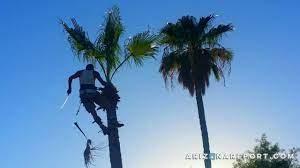 We did not find results for: The High Art Of Pruning Palm Trees In Phoenix The Arizona Report