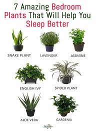 Ver más ideas sobre plantas de interior, decoracion os mostramos cómo plantar y reproducir la sansevieria o lengua de tigre, una planta muy resistente y decorativa. Plants How Do Interior Design And Home Decor Ideas Facebook