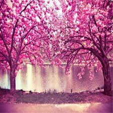 4.8 out of 5 stars: 2021 Pink Cherry Blossom Trees Flowers Photo Background Spring Scenic River Photography Back Drops Outdoor Wedding Backdrops From Backdropsfactory 18 5 Dhgate Com