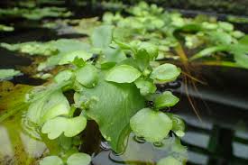 Image result for Parkeriaceae