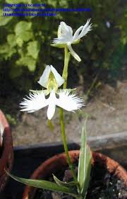 Image result for Rotheca aurantiaca