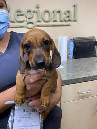 Rancho regional veterinary hospital is a modern full service eight doctor practice with cutting. Rancho Regional Veterinary Hospital Home Facebook