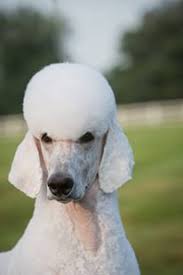 We did not find results for: Pin On Poodle Haircut Styles