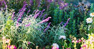 See our expert guide to the most popular spring flowers and discover the types of flowers that bloom in spring season. 11 Beautiful Flowers For Australian Winter Gardens Homes To Love