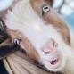Goat Yoga McKinney @ Tupps!