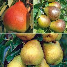 Trees relatively free of disease: Disease Resistant Pear Tree Collection Pear Trees Stark Bro S