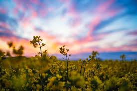Flowers in season in march australia. Australian Rapeseed Imports To Germany Soar Biofuels International Magazine