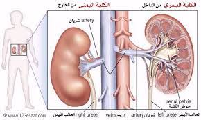 موضع الكلى في الجسم بالصور