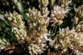 They are bright, desired, pleasantly smell. Hd Wallpaper Rajanigandha Flower Tuberose Flower White Rajnigandha Plant Wallpaper Flare