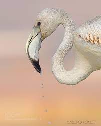 flamingo murat caliskan ankara turkiye nikon d810 animals photo nature flamingo animal photo animals