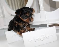 If you have children, adopting a dog is likely the safest option. Cute And Adorable Registered Yorkie Puppies For Adoption For Sale Philippines Find New And Used Cute And Adorable Registered Yorkie Puppies For Adoption For Sale On Buyandsellph