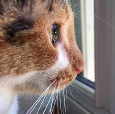 pojmal otrazhenie dvora v glazah svoego kota kartinki kot koshki