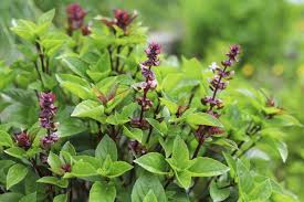 Image result for Ocimum angustifolium