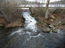 Oh, and there are some pretty big fish in here too. Carmans River Sea Run Brook Trout Coalition