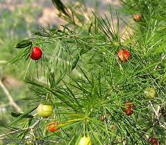 Image result for Asparagus macowanii