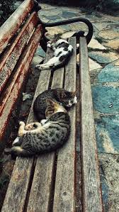 Insannedir Kedi