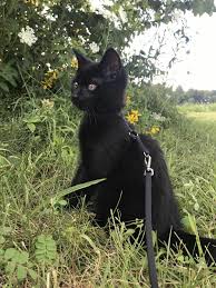 Ebru Sarpman Adli Kullanicinin Siyah Kedi Panosundaki Pin Evcil Hayvanlar Hayvanlar Kedi