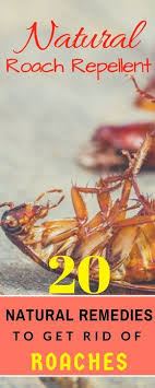 20 Simple Home Remedies To Get Rid Of Roaches Home Remedies For Roaches Natural Remedies Remedies