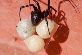 Black widow is certainly dead after the events of avengers: Black Widow Hatchlings Growing With Science Blog