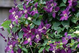 No matter where you plant it, this vine transforms your outdoor living space into jackmanii blossoms occur in huge masses. Ask The Master Gardener Clematis Queen Of The Vines Home And Garden Goskagit Com
