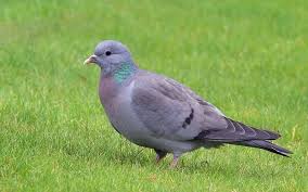 Pombo Bravo Columba Oenas