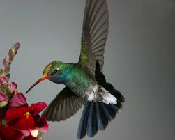 Tzunuum, the Hummingbird