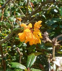 Image result for Berberis darwinii