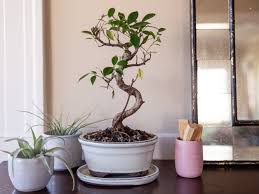 Wilting can be recovered from only by a very healthy tree. How To Care For A Bonsai Tree