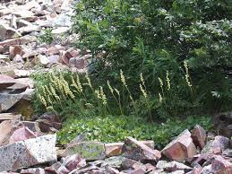 Image result for Heuchera cylindrica Greenfinch