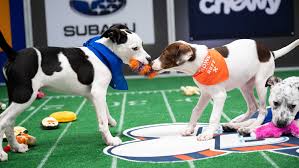 We offer over 50 different breeds to play with and choose from. How To Watch The 2021 Puppy Bowl On Discovery