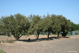 Image result for Searsia acuminatissima